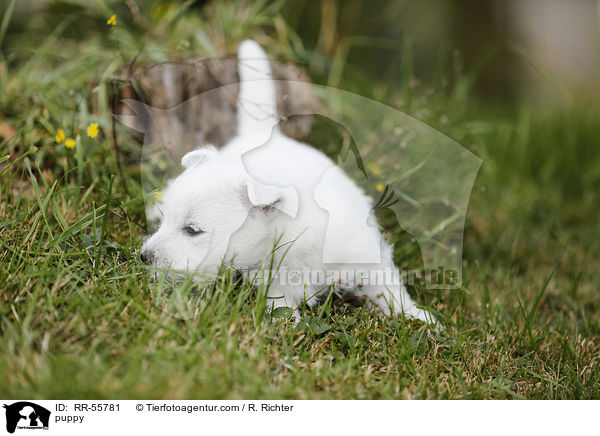 West Highland White Terrier Welpe / puppy / RR-55781