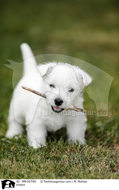 West Highland White Terrier Welpe / puppy / RR-55789