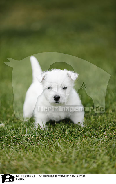 West Highland White Terrier Welpe / puppy / RR-55791