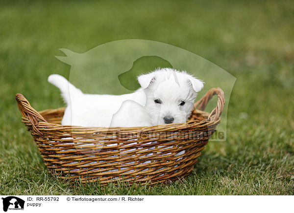 West Highland White Terrier Welpe / puppy / RR-55792