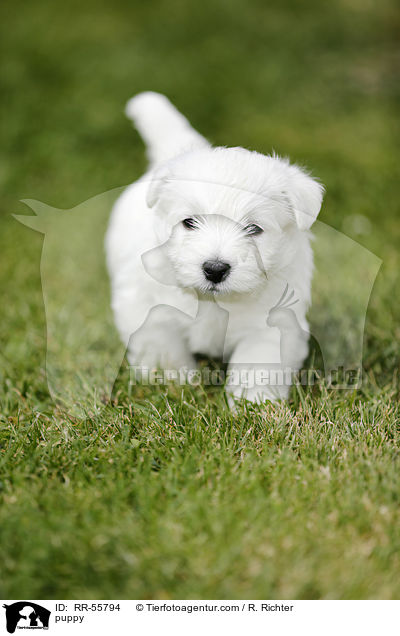 West Highland White Terrier Welpe / puppy / RR-55794