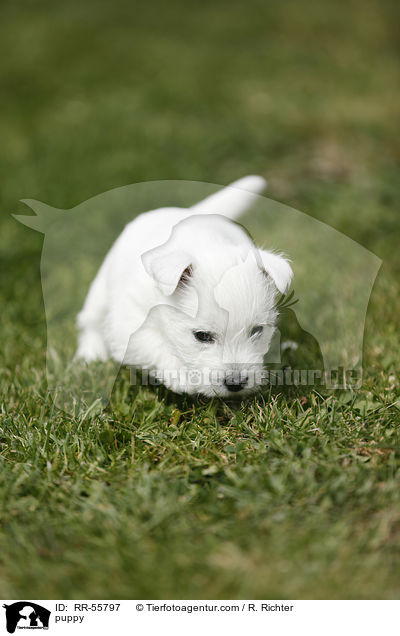 West Highland White Terrier Welpe / puppy / RR-55797