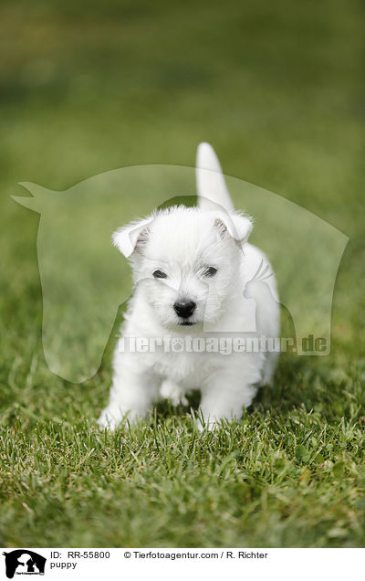 West Highland White Terrier Welpe / puppy / RR-55800