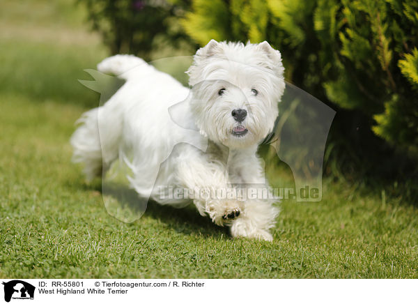 West Highland White Terrier / RR-55801