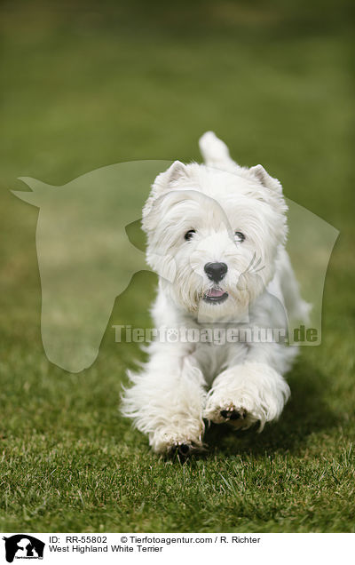 West Highland White Terrier / West Highland White Terrier / RR-55802