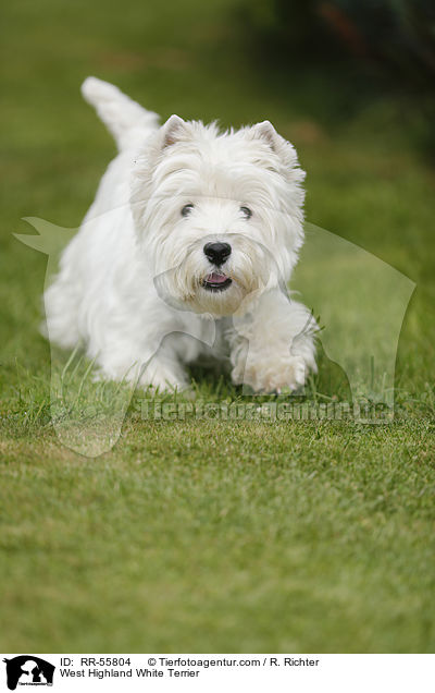 West Highland White Terrier / West Highland White Terrier / RR-55804