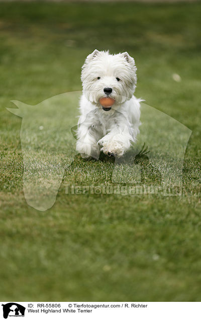 West Highland White Terrier / RR-55806