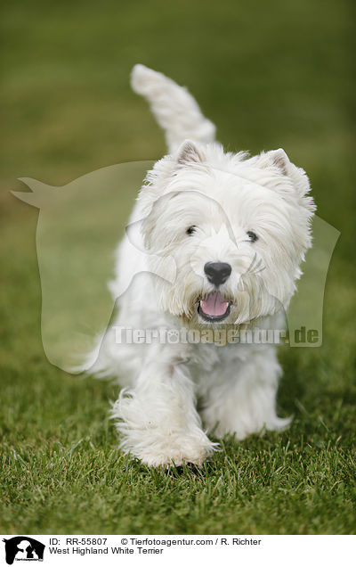 West Highland White Terrier / West Highland White Terrier / RR-55807