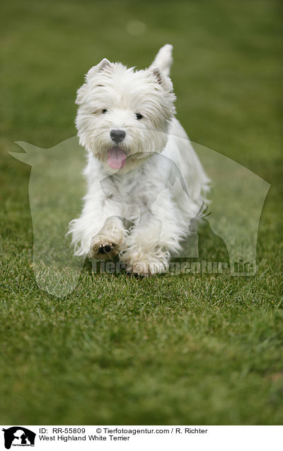 West Highland White Terrier / West Highland White Terrier / RR-55809