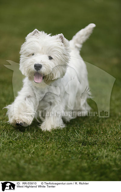 West Highland White Terrier / West Highland White Terrier / RR-55810