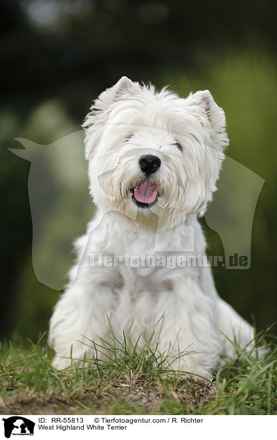 West Highland White Terrier / West Highland White Terrier / RR-55813