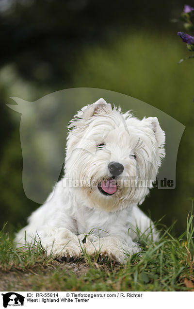 West Highland White Terrier / RR-55814