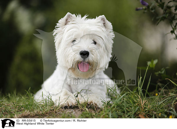 West Highland White Terrier / West Highland White Terrier / RR-55815