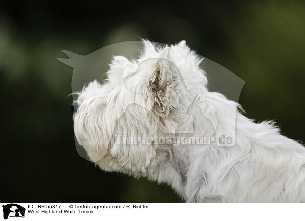 West Highland White Terrier / RR-55817