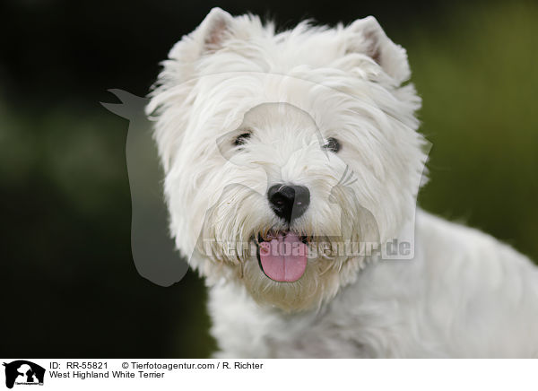 West Highland White Terrier / West Highland White Terrier / RR-55821