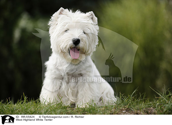 West Highland White Terrier / West Highland White Terrier / RR-55824