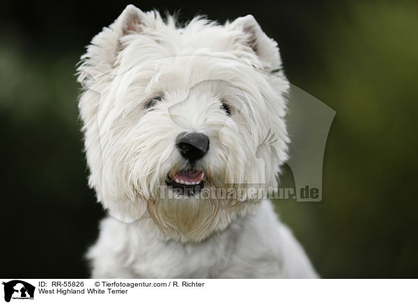 West Highland White Terrier / RR-55826