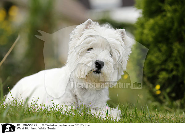 West Highland White Terrier / RR-55829