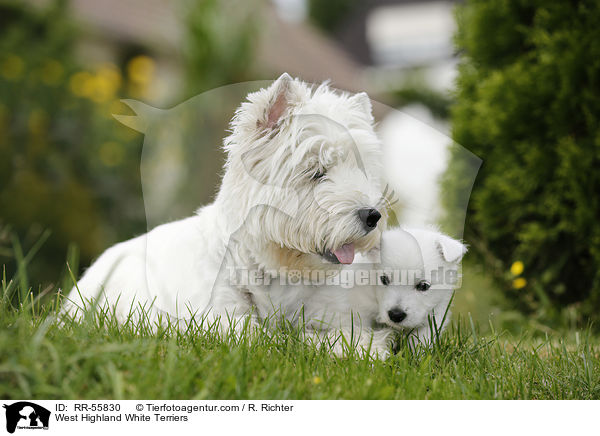 West Highland White Terrier / West Highland White Terriers / RR-55830