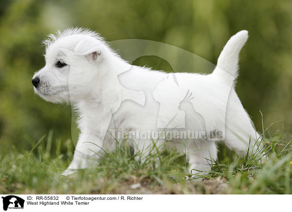 West Highland White Terrier / RR-55832