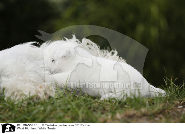 West Highland White Terrier / West Highland White Terrier / RR-55835