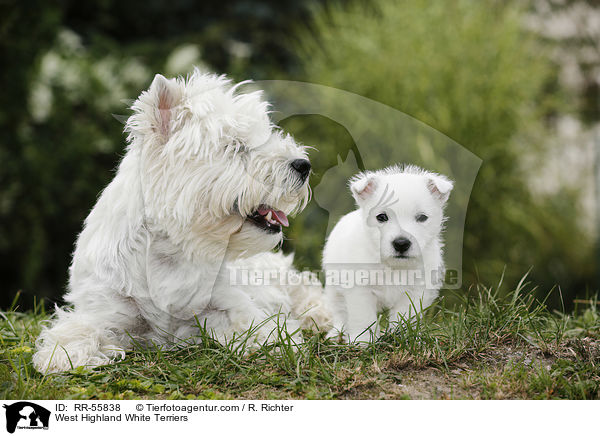 West Highland White Terriers / RR-55838