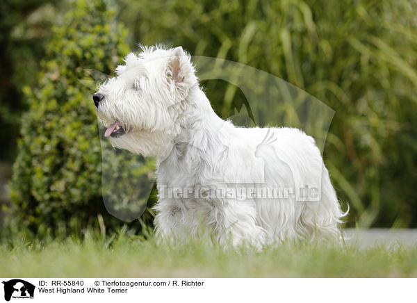 West Highland White Terrier / RR-55840