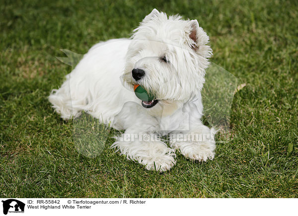 West Highland White Terrier / RR-55842