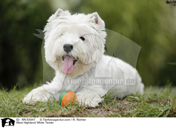 West Highland White Terrier / RR-55847