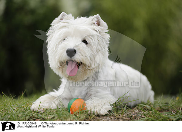 West Highland White Terrier / West Highland White Terrier / RR-55848