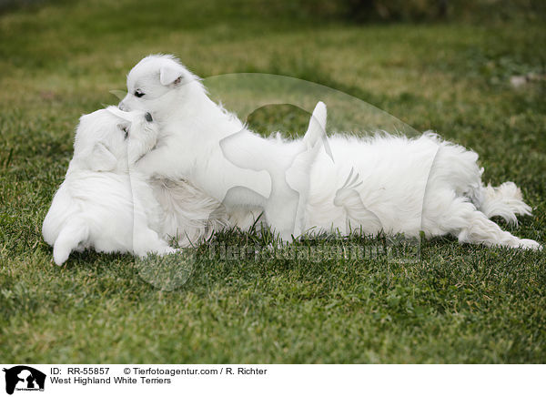 West Highland White Terrier / West Highland White Terriers / RR-55857