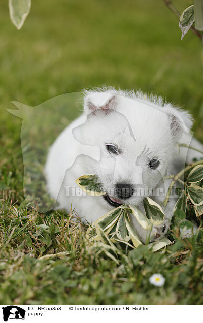 West Highland White Terrier Welpe / puppy / RR-55858