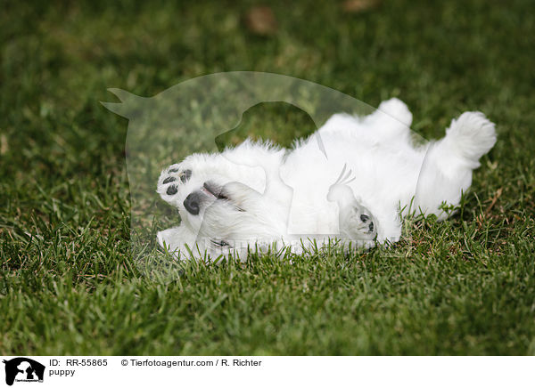 West Highland White Terrier Welpe / puppy / RR-55865