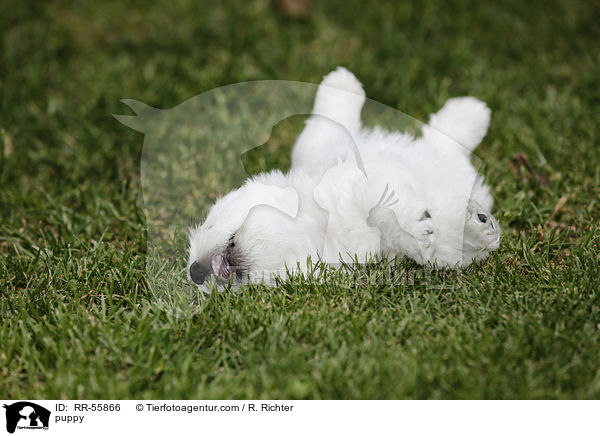 West Highland White Terrier Welpe / puppy / RR-55866