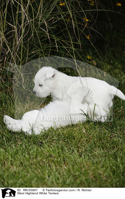 West Highland White Terrier / West Highland White Terriers / RR-55867