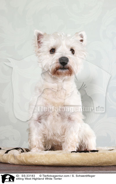 sitzender West Highland White Terrier / sitting West Highland White Terrier / SS-33183