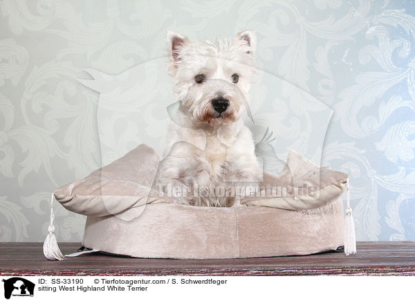 sitzender West Highland White Terrier / sitting West Highland White Terrier / SS-33190