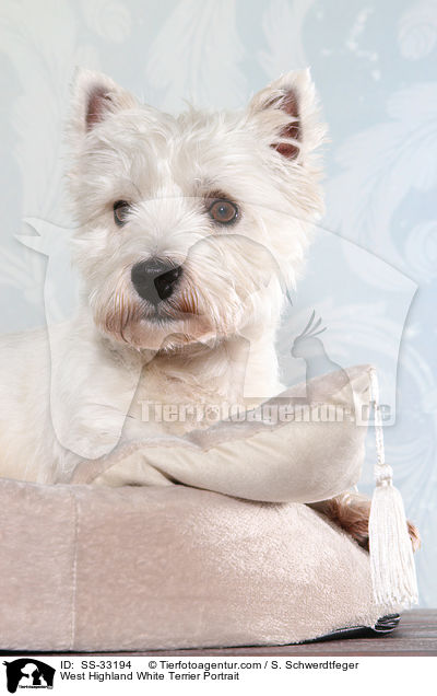 West Highland White Terrier Portrait / West Highland White Terrier Portrait / SS-33194