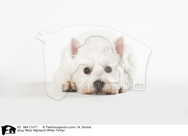 lying West Highland White Terrier / NN-11471