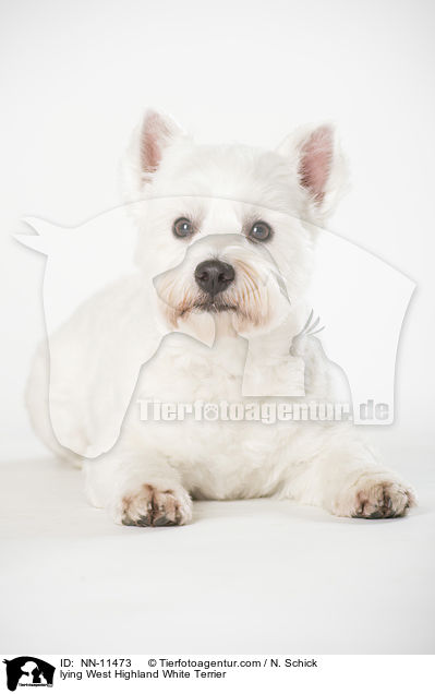 liegender West Highland White Terrier / lying West Highland White Terrier / NN-11473