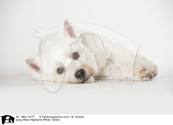 lying West Highland White Terrier / NN-11477