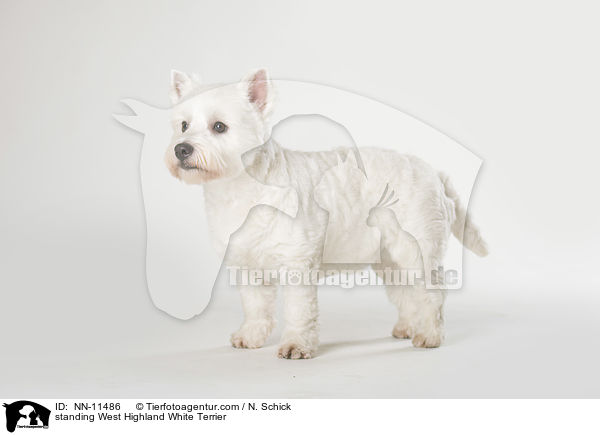 standing West Highland White Terrier / NN-11486
