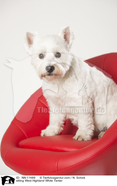 sitzender West Highland White Terrier / sitting West Highland White Terrier / NN-11489