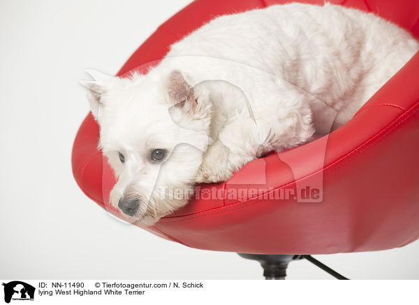 liegender West Highland White Terrier / lying West Highland White Terrier / NN-11490