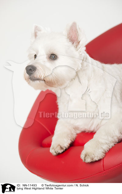 liegender West Highland White Terrier / lying West Highland White Terrier / NN-11493