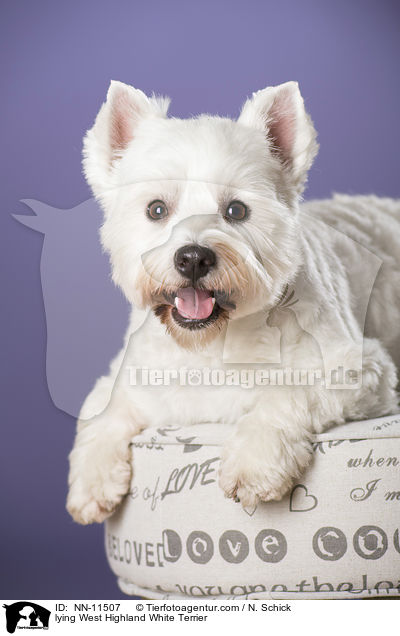 liegender West Highland White Terrier / lying West Highland White Terrier / NN-11507