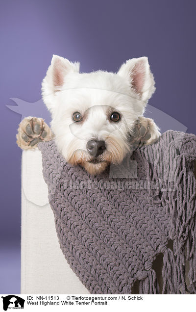 West Highland White Terrier Portrait / West Highland White Terrier Portrait / NN-11513