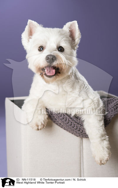 West Highland White Terrier Portrait / West Highland White Terrier Portrait / NN-11518