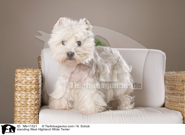 stehender West Highland White Terrier / standing West Highland White Terrier / NN-11521