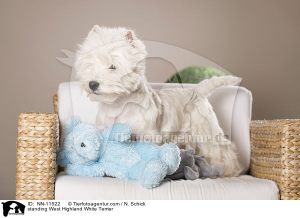 stehender West Highland White Terrier / standing West Highland White Terrier / NN-11522